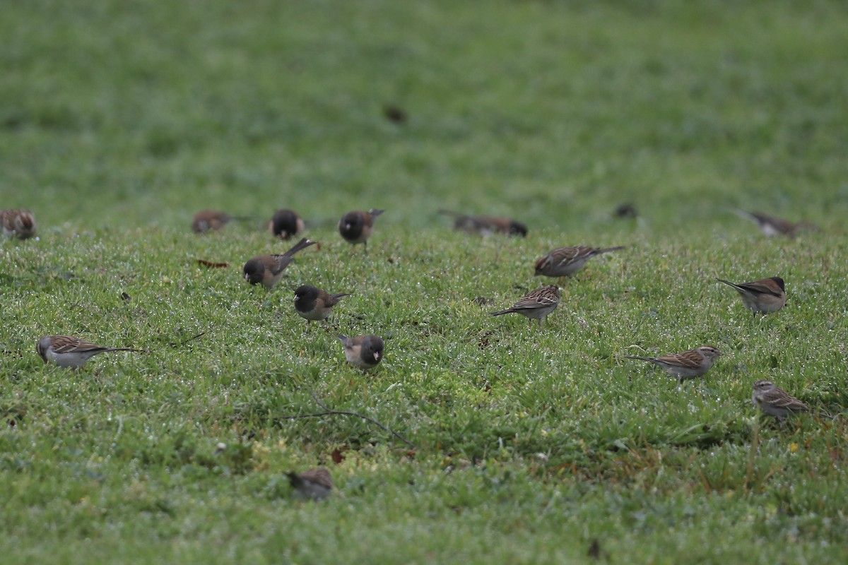 Dark-eyed Junco - ML649421783