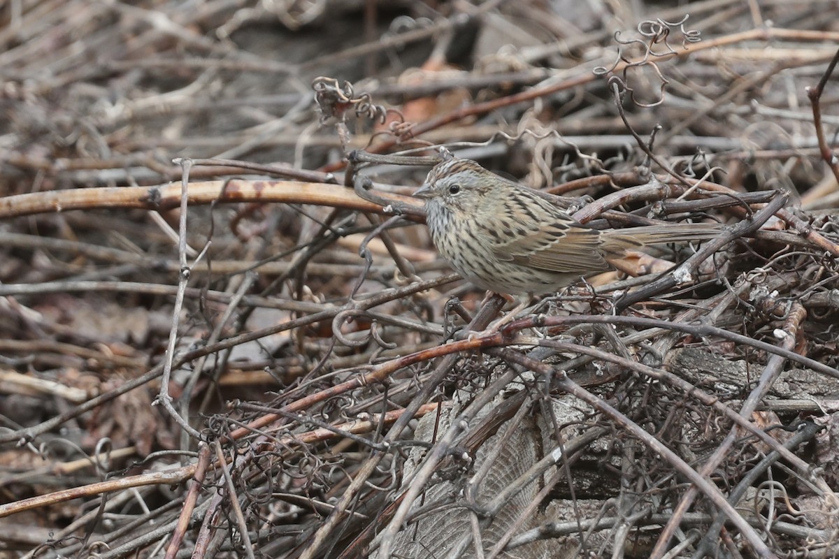Lincoln's Sparrow - ML649421788
