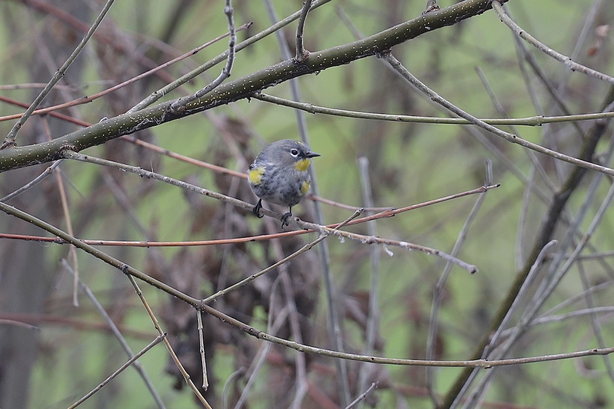 Yellow-rumped Warbler (Audubon's) - ML649421796
