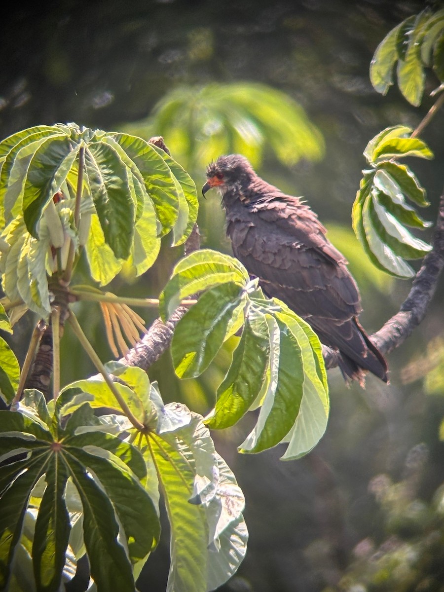 Snail Kite - ML649421863