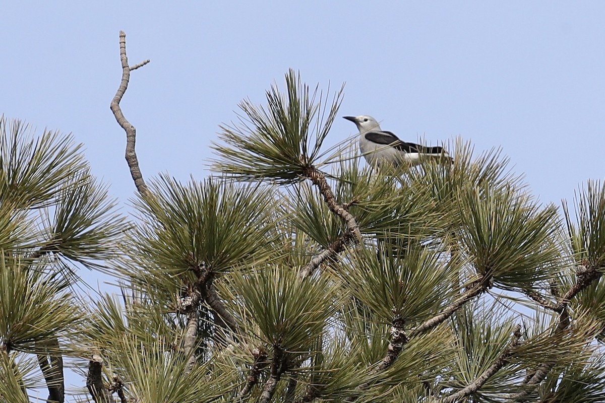 Clark's Nutcracker - ML649422001