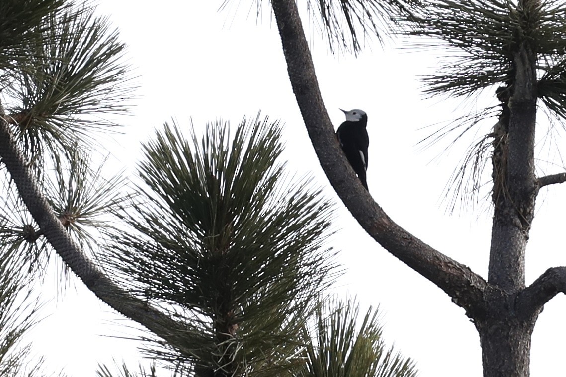 White-headed Woodpecker - ML649422008