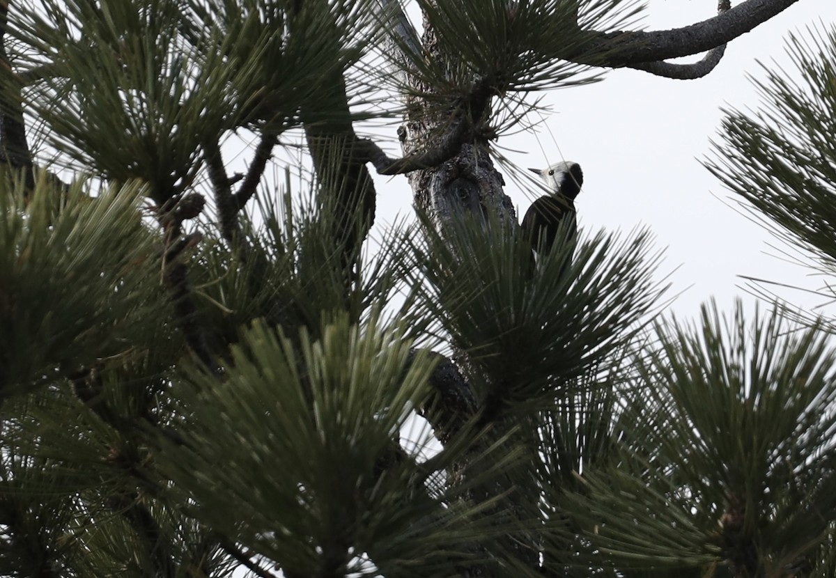 White-headed Woodpecker - ML649422009