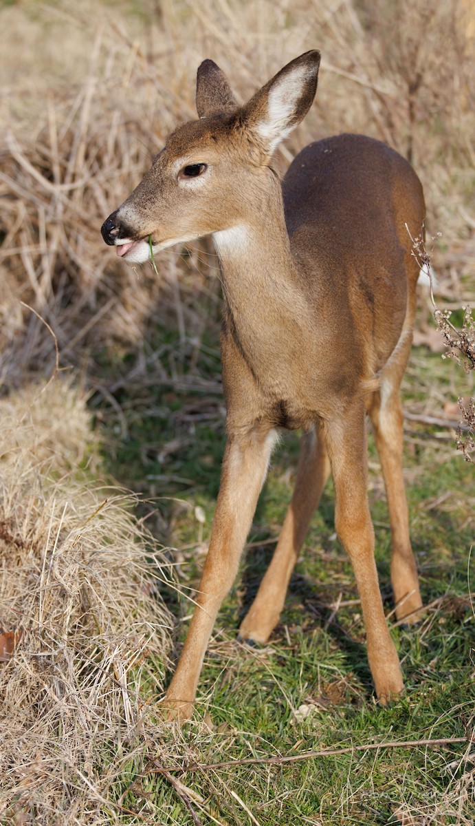 Animali - ML649422301