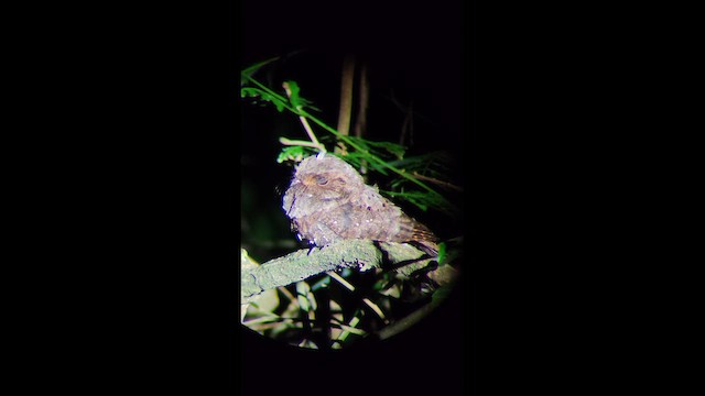 Augennachtschwalbe - ML649422366