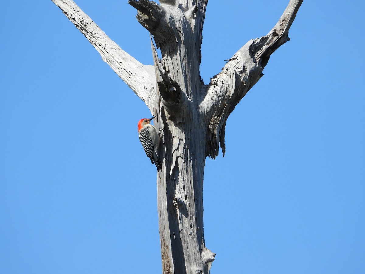 Гіла каролінська - ML649422368