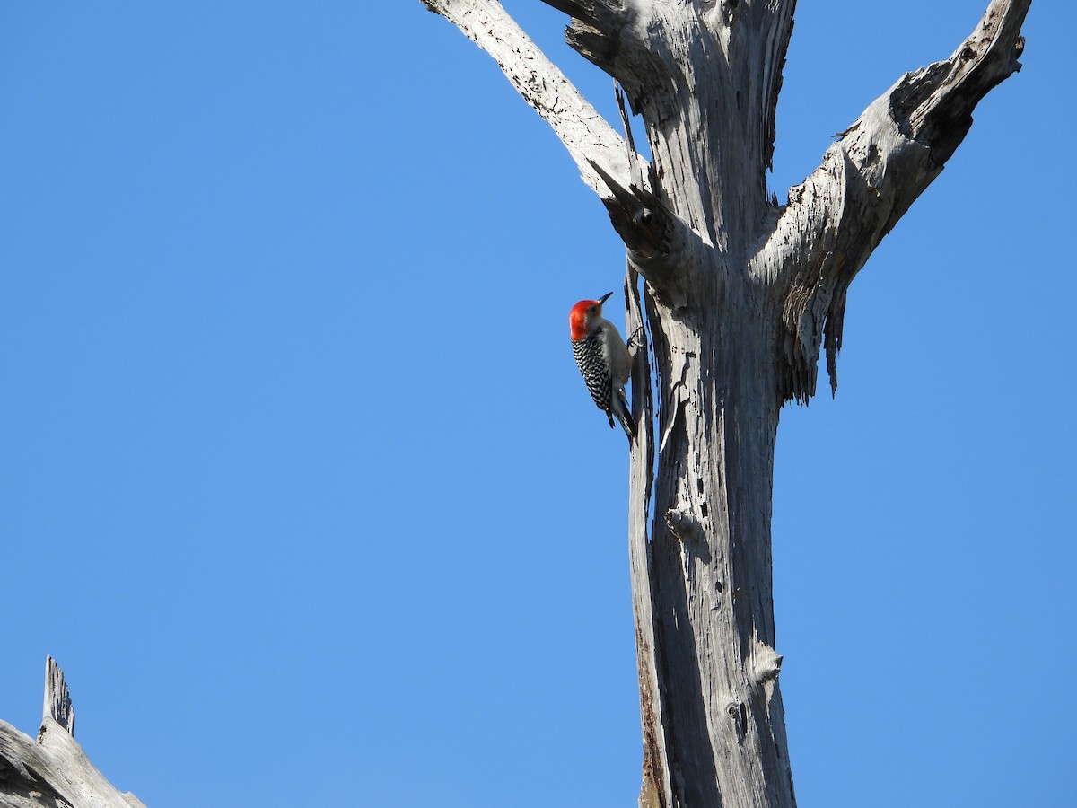 Гіла каролінська - ML649422434