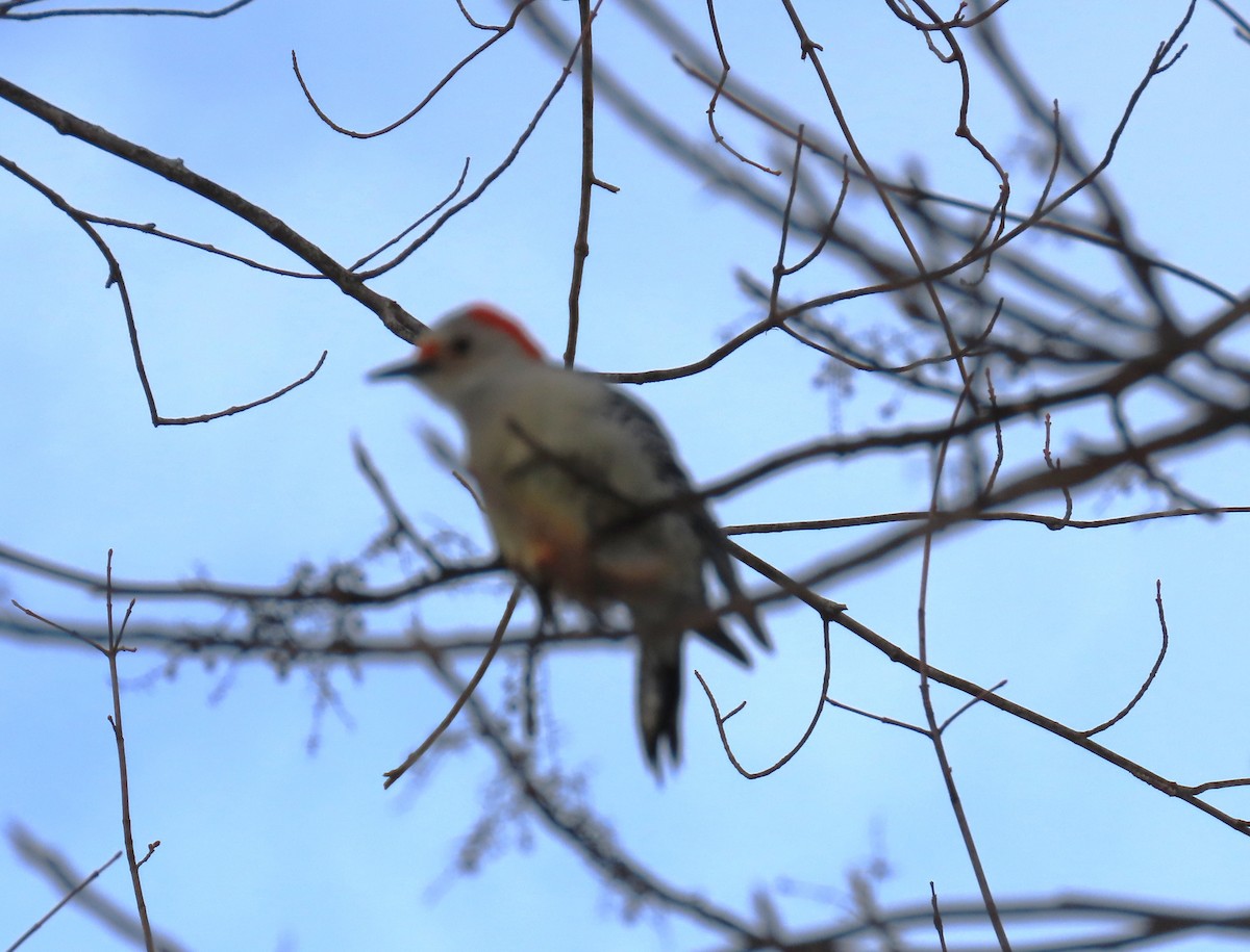 Гіла каролінська - ML649422598