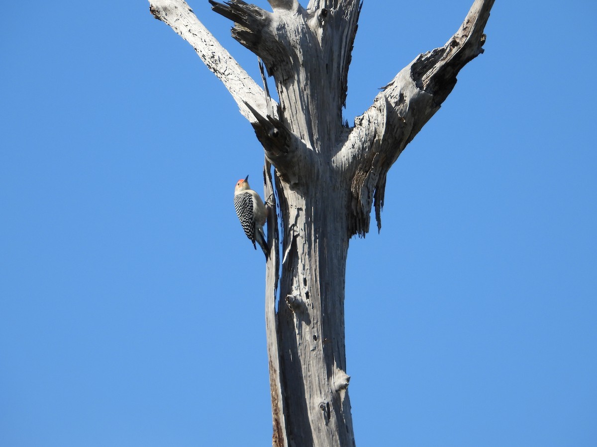 Гіла каролінська - ML649422599