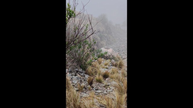 Graubauch-Finkentangare - ML649422661