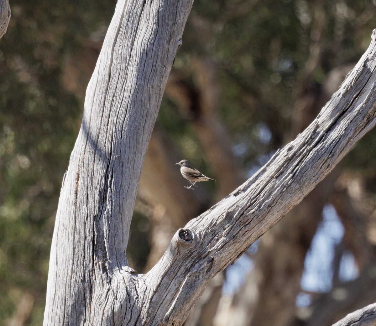 eBird Checklist - 23 Jan 2026 - Naas Road at Apollo Road - 11 species