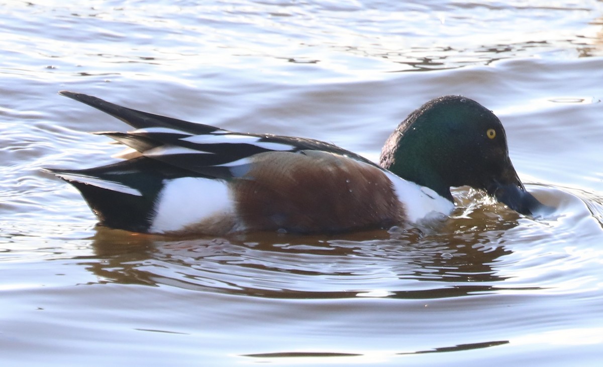 Широконоска - ML649422744