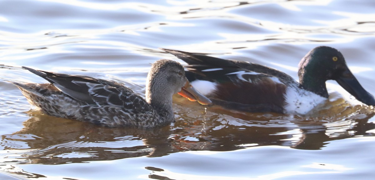 Широконоска - ML649422745