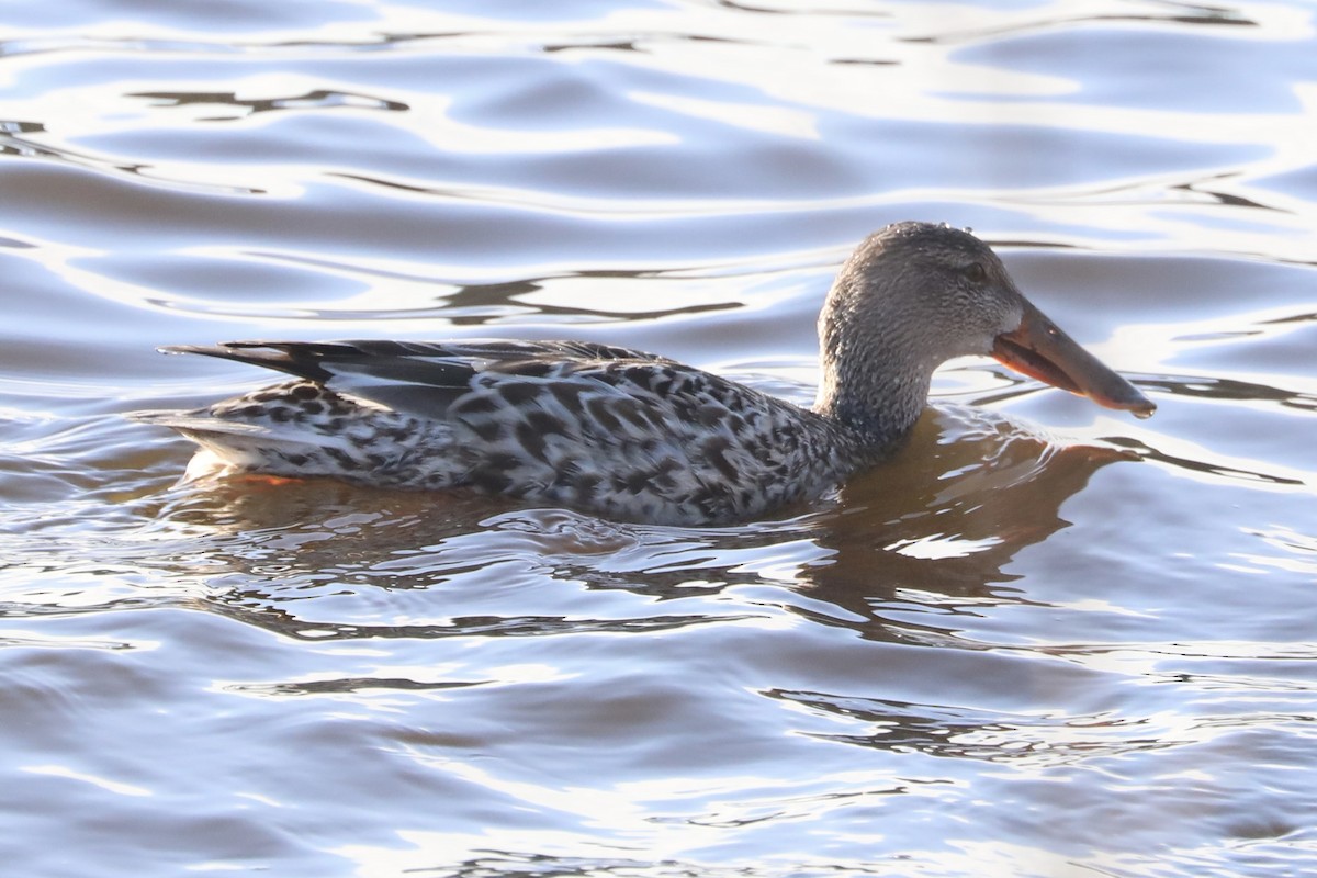 Широконоска - ML649422746