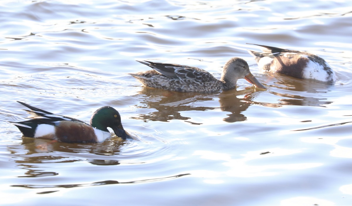 Широконоска - ML649422747