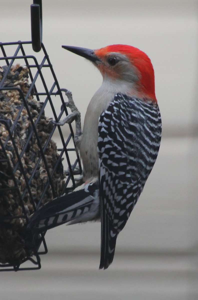 Гіла каролінська - ML649422827