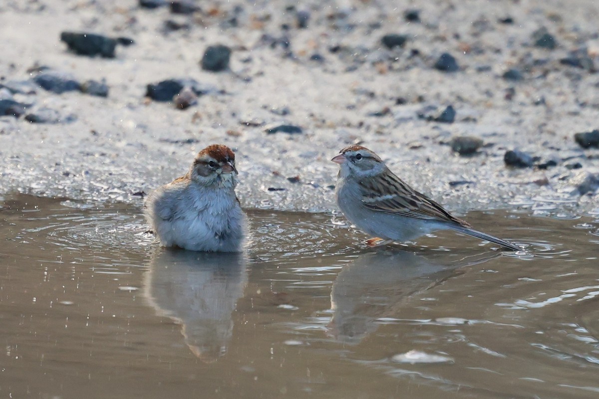 Bruant familier - ML649423178