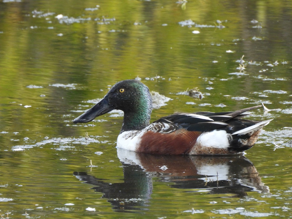 Широконоска - ML649423193