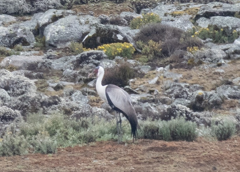 ホオカザリヅル - ML649423194