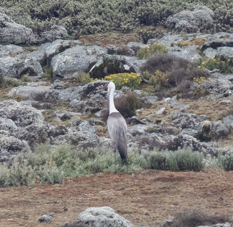 ホオカザリヅル - ML649423198