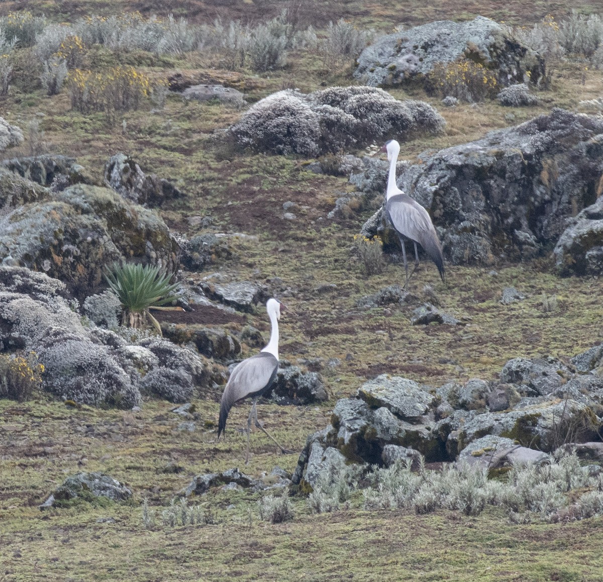 ホオカザリヅル - ML649423200