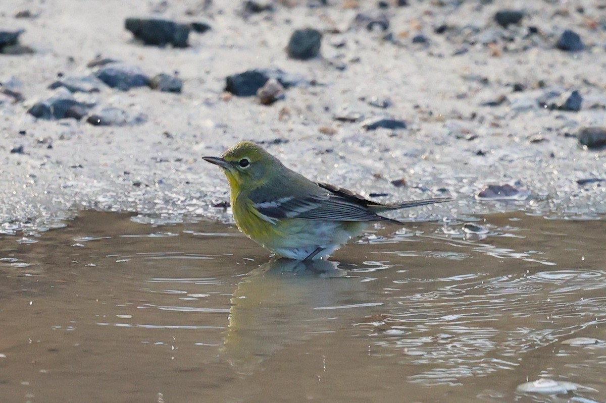 Paruline des pins - ML649423203