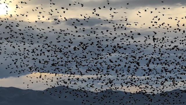 שחרורית צהובת-ראש - ML649423207