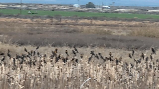 שחרורית צהובת-ראש - ML649423208