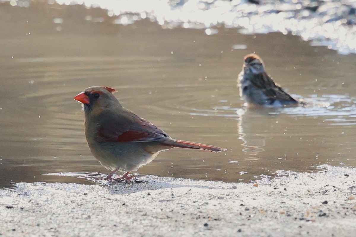 Cardinal rouge - ML649423323