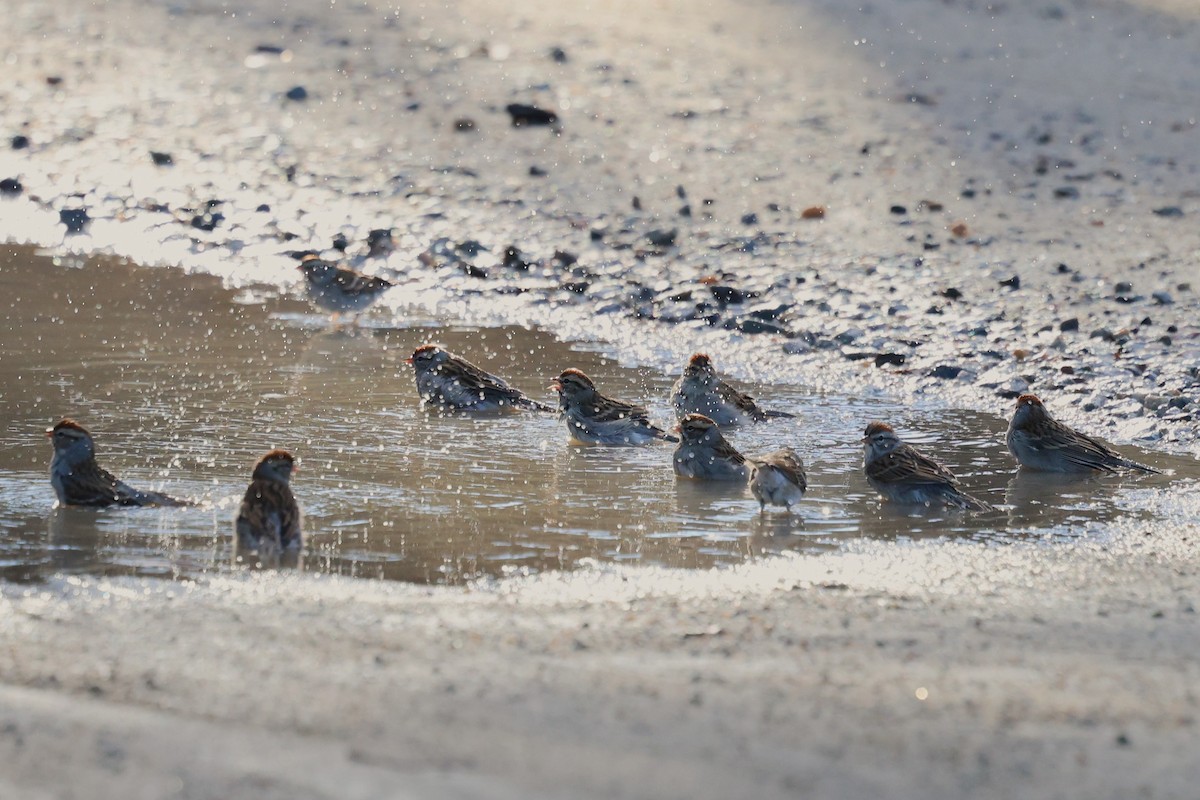 Bruant familier - ML649423440