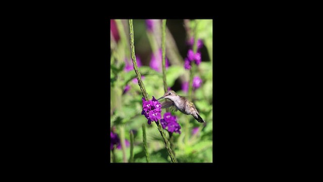 Rubinkehlkolibri - ML649423457