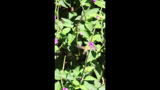 Elvirakolibri - ML649423470