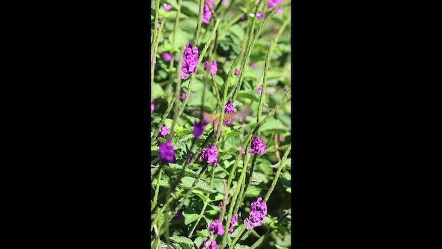 Edwardamazilie - ML649423475