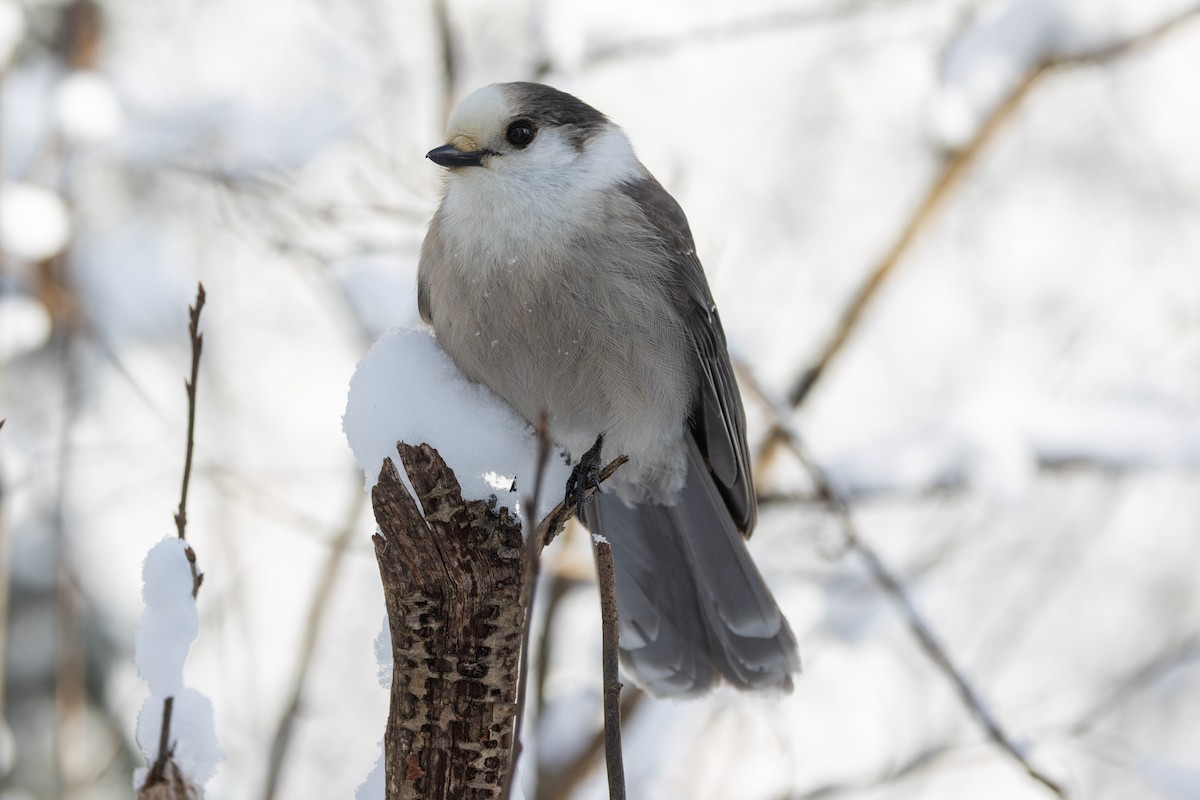 Canada Jay (Boreal) - ML649423479