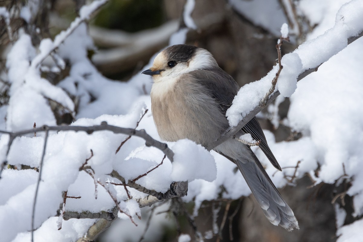Canada Jay (Boreal) - ML649423480