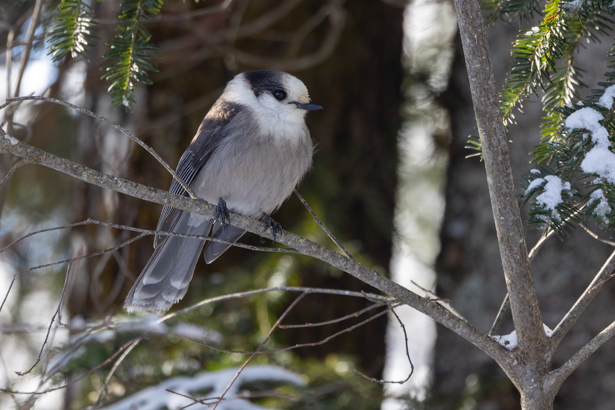 Canada Jay (Boreal) - ML649423481