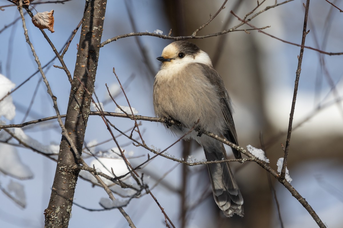 Canada Jay (Boreal) - ML649423482