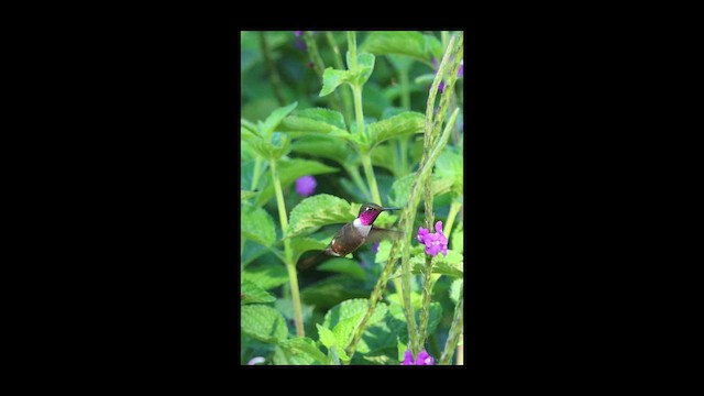 Violettkehl-Sternkolibri - ML649423490