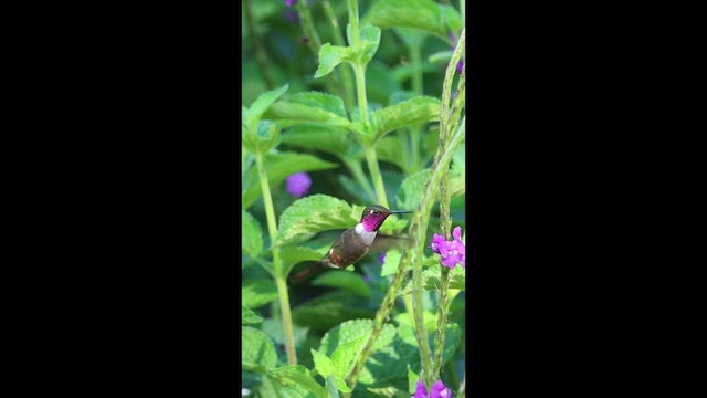 Violettkehl-Sternkolibri - ML649423491