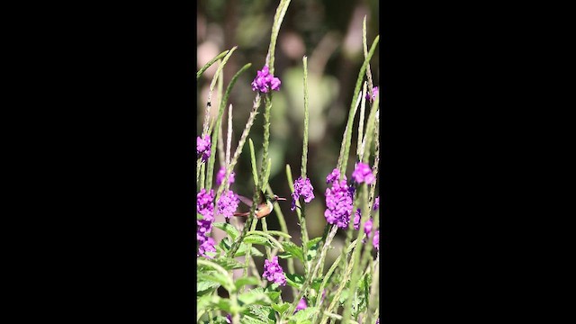 Weißschopfelfe - ML649423504