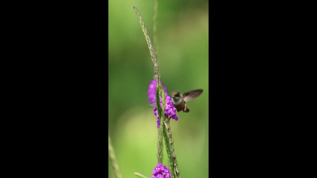 Weißschopfelfe - ML649423506