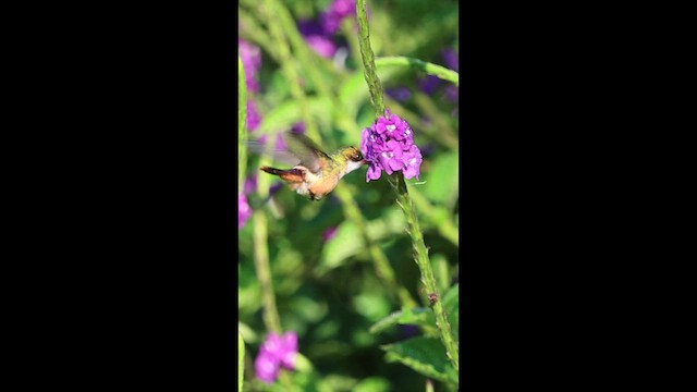 Weißschopfelfe - ML649423507