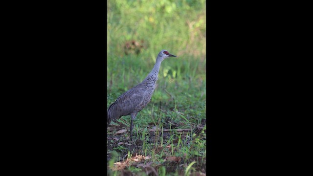 Kanadakranich - ML649423537