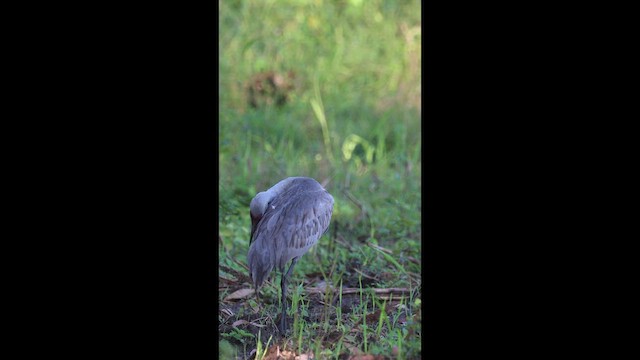 Kanadakranich - ML649423539