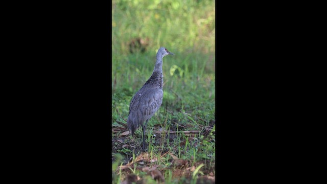 Kanadakranich - ML649423540