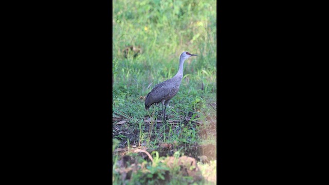 Kanadakranich - ML649423542