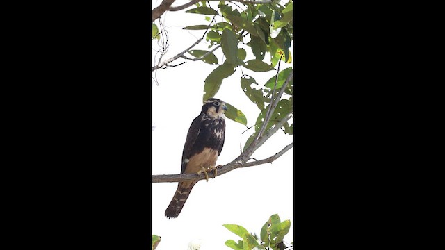 Aplomadofalke - ML649423564