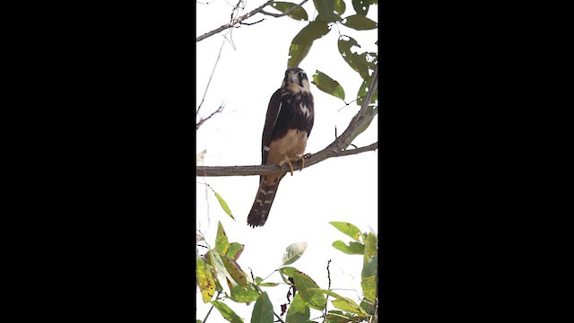 Aplomadofalke - ML649423565