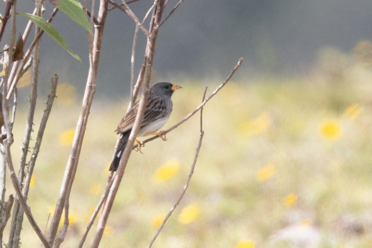 Incaspize à queue barrée - ML649423600