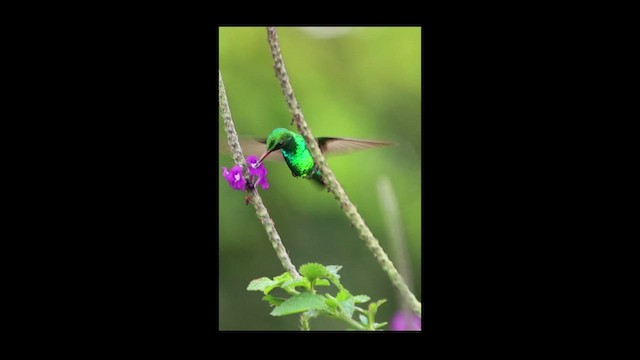 Gabelschwanz-Smaragdkolibri - ML649423606